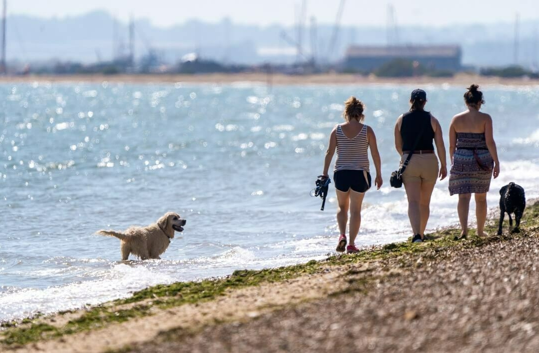 Dog walking west mersea